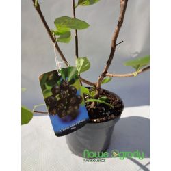 Aronia ' Nero'