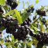Aronia ' Nero'