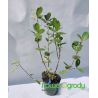 Aronia ' Nero'
