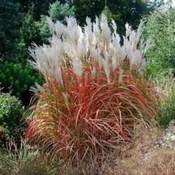 Miskant chiński ' Rosi'