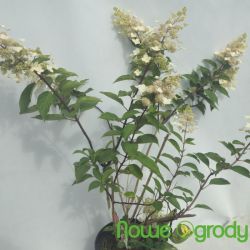 Hortensja bukietowa ' Magical Flame'