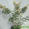 Hortensja bukietowa ' Magical Flame'