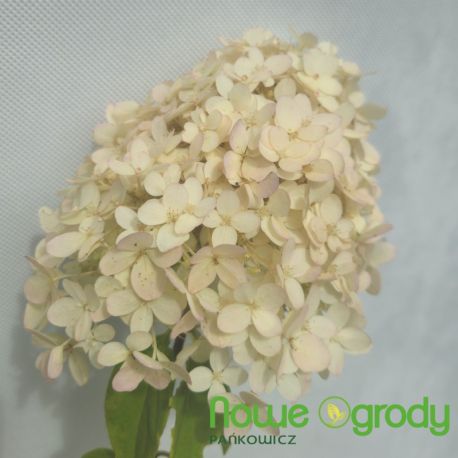 Hortensja bukietowa ' Magical Sweet Summer'