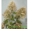 Hortensja bukietowa ' Magical Sweet Summer'