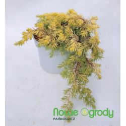 Jałowiec nadbrzeżny ' Allgold'