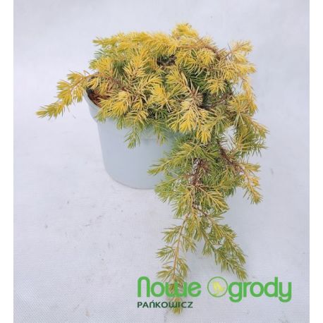 Jałowiec nadbrzeżny ' Allgold'