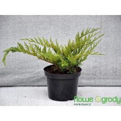 Jałowiec sabiński ' Tamariscifolia'