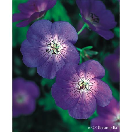 Bodziszek ogrodowy ' Rozanne'