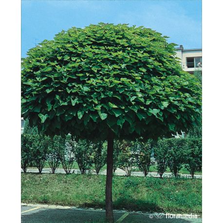 Surmia bignoniowa ' Nana' 12-14 cm