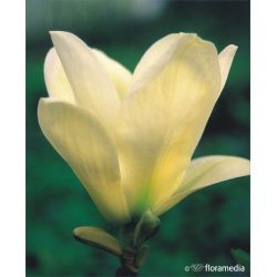Magnolia ' Elizabeth'