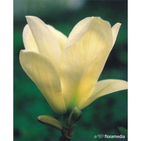 Magnolia ' Elizabeth'