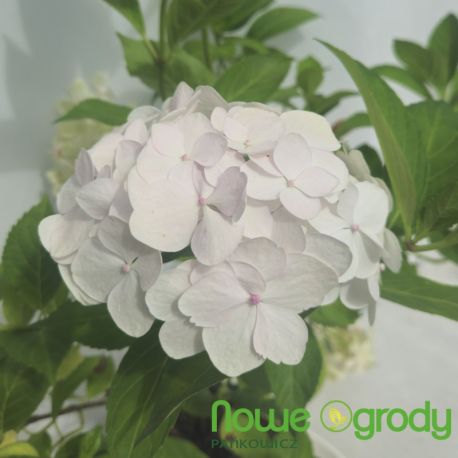 Hortensja ogrodowa ' Madame Emile Mouillere'