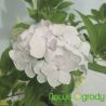 Hortensja ogrodowa ' Madame Emile Mouillere'
