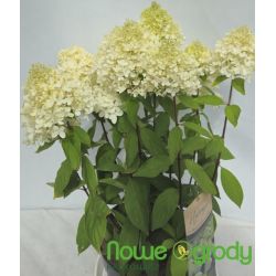 Hortensja bukietowa ' Magical Sweet Summer'