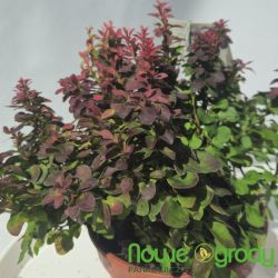 Berberys Thunberga ' Ruby Cloud'