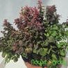 Berberys Thunberga ' Ruby Cloud'