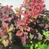 Berberys Thunberga ' Ruby Cloud'