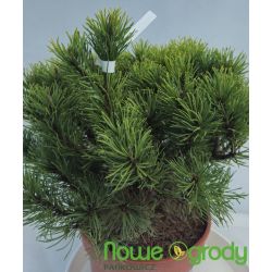 Sosna górska ' Carsten'