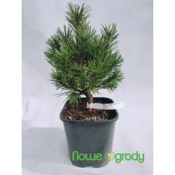 Sosna górska ' Gnom Findling'