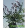 Berberys Thunberga ' Carmen'