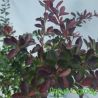 Berberys Thunberga ' Atropurpurea Nana'