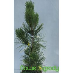 Sosna bośniacka ' Compact Gem'