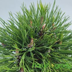 Sosna kosodrzewina ' Varella'