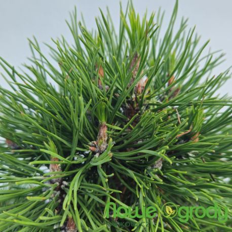 Sosna kosodrzewina ' Varella'