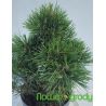 Sosna kosodrzewina ' Varella'