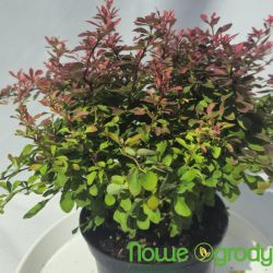 Berberys Thunberga ' Fire Ball'
