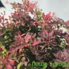 Berberys Thunberga ' Fire Ball'