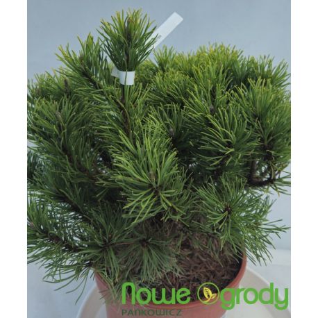 Sosna kosodrzewina ' Carsten'