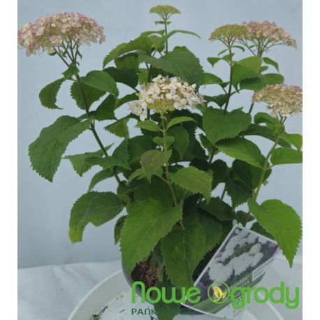 Hortensja drzewiasta ' BellaRagazza Blancheta'