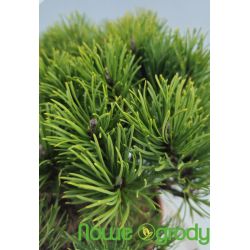 Sosna górska ' Carsten' Pa d+b