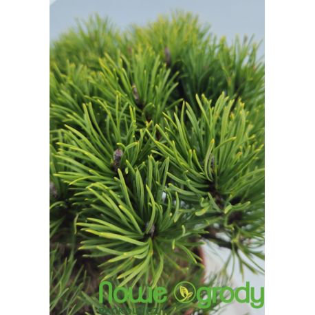 Sosna górska ' Carsten' Pa d+b