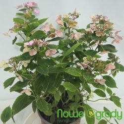 Hortensja piłkowana ' Magic Pillow'