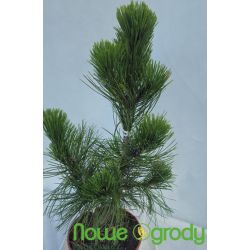 Sosna bośniacka ' Mint Truffle'