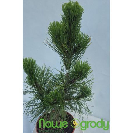 Sosna bośniacka ' Mint Truffle'