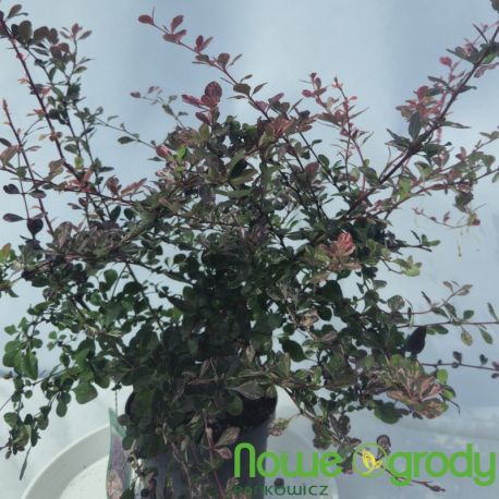 Berberys Thunberga ' Pink Queen'
