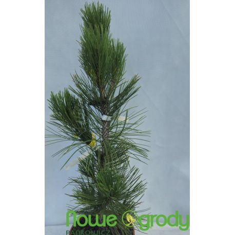 Sosna bośniacka ' Compact Gem' 90-100