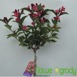 Krzewuszka cudowna ' Bristol Ruby' Pa100