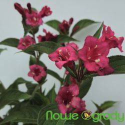 Krzewuszka cudowna ' Bristol Ruby'