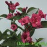 Krzewuszka cudowna ' Bristol Ruby'