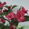 Krzewuszka cudowna ' Bristol Ruby'