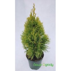 Żywotnik zachodni ' Golden Smaragd'