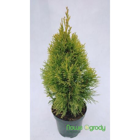 Żywotnik zachodni ' Golden Smaragd'