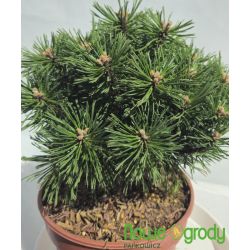 Sosna górska ' Benjamin'