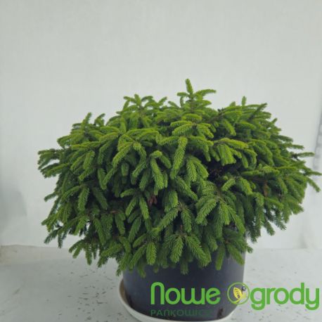 Świerk pospolity ' Zagwiżdże'