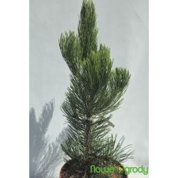 Sosna bośniacka ' Satellit' 70-90cm