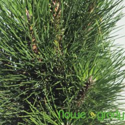 Sosna czarna ' Green Tower'